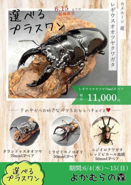 画像1: ■６月４日１３時から販売開始■　選ベるお楽しみ袋「プラスワン」（レギウスオオツヤ成虫ペア）　１１，０００円（税込） (1)
