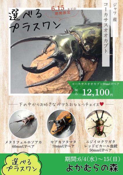 画像1: ■６月４日１３時から販売開始■　選べるお楽しみ袋「プラスワン」（コーカサスオオカブト成虫ペア）　１２，１００円（税込） (1)