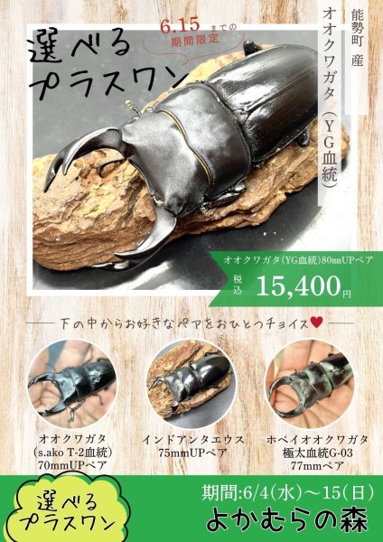 画像1: ■６月４日１３時から販売開始■　選べるお楽しみ袋「プラスワン」（オオクワガタ（能勢ＹＧ血統）成虫ペア）　１５，４００円 (1)