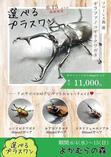 画像1: ■６月４日１３時から販売開始■　選べるお楽しみ袋「プラスワン」（ギラファノコギリ成虫ペア）　１１，０００円（税込） (1)