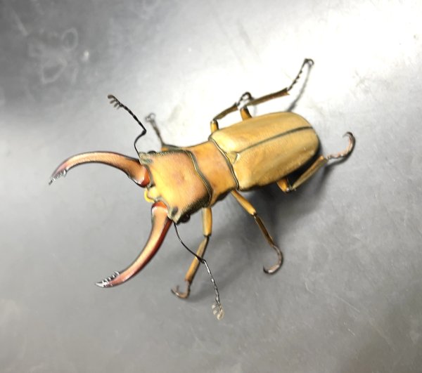 画像1: アラガールホソアカクワガタ　♂４９ｍｍ　成虫ペア　 (1)