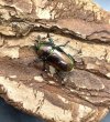 画像3: パプアキンイロクワガタ（マジョーラ血統）　♂２９mm　成虫ペア　　 (3)
