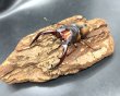 画像1: ミラビリスノコギリ　♂６７ｍｍ／♀３４ｍｍ　成虫ペア (1)