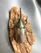 画像2: グラントシロカブト　♂７４ｍｍ／♀Ｆｒｅｅ　成虫ペア (2)