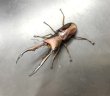 画像1: メタリフェルホソアカクワガタ（ブルーパープル血統）　♂６８ｍｍA'品　成虫ペア　 (1)