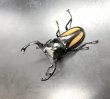 画像1: ボイレアウシカクワガタ　♂６０ｍｍ／♀３３ｍｍ成虫ペア　 (1)
