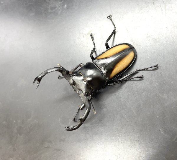 画像1: ボイレアウシカクワガタ　♂６０ｍｍ／♀３３ｍｍ成虫ペア　 (1)