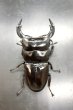 画像2: インドアンタエウス（ＡＰＬＳ産）　♂７８ｍｍ／♀４５ｍｍ　成虫ペア　 (2)