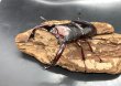 画像1: フォルスターフタマタクワガタ（ニシ）　♂７８ｍｍ／♀４３ｍｍ成虫ペア　　 (1)