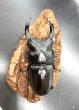 画像2: オオクワガタ（能勢ＹＧ血統）　♂８３ｍｍ♀５４ｍｍ　成虫ペア　 (2)