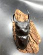 画像2: オオクワガタ（能勢ＹＧ血統）　♂８４ｍｍ♀５４ｍｍ　成虫ペア　 (2)
