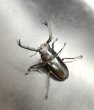 画像2: ディティエールシカクワガタ　♂６０ｍｍ／♀３７ｍｍ成虫ペア　 (2)