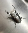 画像1: マレーアンタエウス　♂７５ｍｍ／♀４４ｍｍ　成虫ペア　 (1)