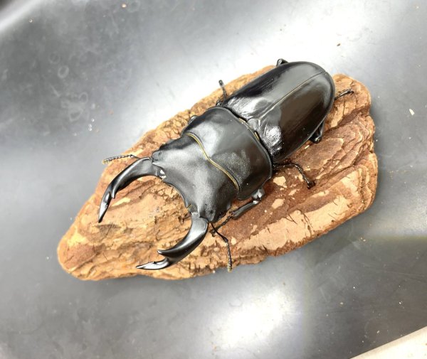 画像1: オオクワガタ（能勢ＹＧ血統）　♂８３ｍｍ♀５４ｍｍ　成虫ペア　 (1)