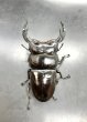 画像2: インドアンタエウス（サディア）　♂８３ｍｍ／♀５１ｍｍ　成虫ペア　 (2)