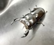 画像1: インドアンタエウス（サディア）　♂８２ｍｍ／♀４８ｍｍ　成虫ペア　 (1)