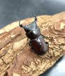 画像2: ラティオキナティブスコクワ　♂３２ｍｍ／♀２５ｍｍ　成虫ペア　 (2)