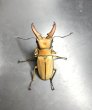 画像2: アラガールホソアカクワガタ　♂４６ｍｍ　成虫ペア　 (2)