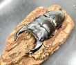 画像1: オオクワガタ（s.ako T-2血統）　♂７１ｍｍ♀４７ｍｍ成虫ペア (1)