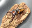 画像2: ミラビリスノコギリ　♂６７ｍｍ／♀３４ｍｍ　成虫ペア (2)