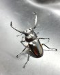 画像1: ディティエールシカクワガタ　♂６８ｍｍ／♀３８ｍｍ成虫ペア　 (1)