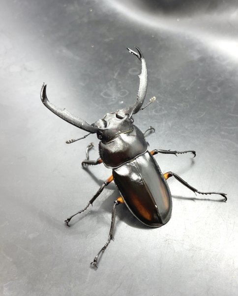 画像1: ディティエールシカクワガタ　♂６８ｍｍ／♀３８ｍｍ成虫ペア　 (1)