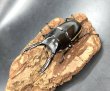 画像1: ウォレスノコギリクワガタ　♂６５ｍｍ／♀３７ｍｍ／♀３２ｍｍ成虫ペア　 (1)