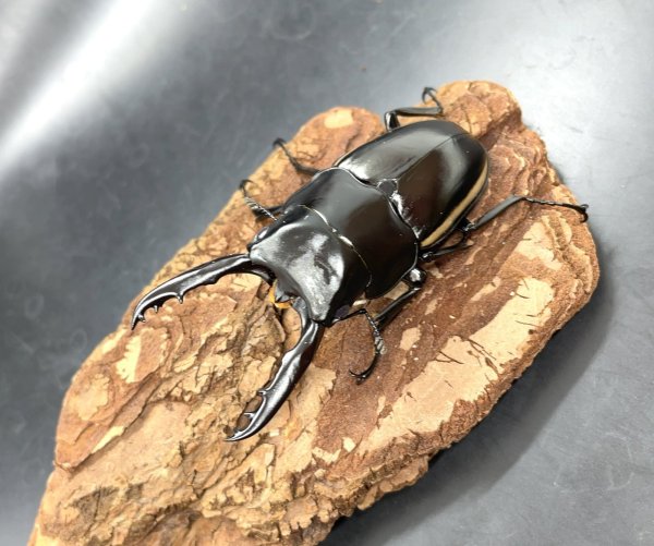 画像1: ウォレスノコギリクワガタ　♂６５ｍｍ／♀３７ｍｍ／♀３２ｍｍ成虫ペア　 (1)