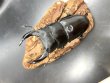 画像1: オオクワガタ（能勢ＹＧ血統）　♂８４ｍｍ♀５４ｍｍ　成虫ペア　 (1)