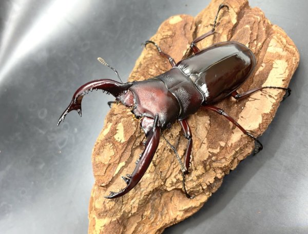 画像2: フォルスターフタマタクワガタ（ニシ）　♂７７ｍｍ／♀４４ｍｍ成虫ペア　　 (2)