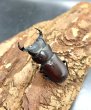 画像1: ラティオキナティブスコクワ　♂３２ｍｍ／♀２５ｍｍ　成虫ペア　 (1)