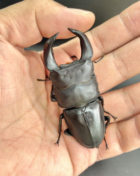 画像1: ■極太血統■ホペイオオクワガタ　♂７１ｍｍ／♀４４ｍｍ　成虫ペア (1)