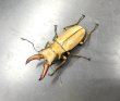 画像1: アラガールホソアカクワガタ　♂４６ｍｍ　成虫ペア　 (1)