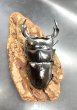 画像2: ブータンアンタエウス　♂７８ｍｍ／♀４４ｍｍ　成虫ペア　 (2)