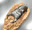 画像1: オオクワガタ（極太血統 阿古谷）　♂７５ｍｍ♀４９ｍｍ　成虫ペア　 (1)