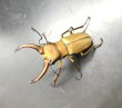 画像2: アラガールホソアカクワガタ　♂４８ｍｍ　成虫ペア　 (2)