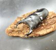 画像2: オオクワガタ（能勢ＳＲ血統）　♂７９ｍｍ♀５１ｍｍ　成虫ペア　 (2)