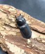 画像3: ツノボソオオクワガタ　♂４０ｍｍ／♀２９ｍｍＡ’品　成虫ペア　 (3)