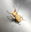 画像1: アラガールホソアカクワガタ　♂４８ｍｍ　成虫ペア　 (1)