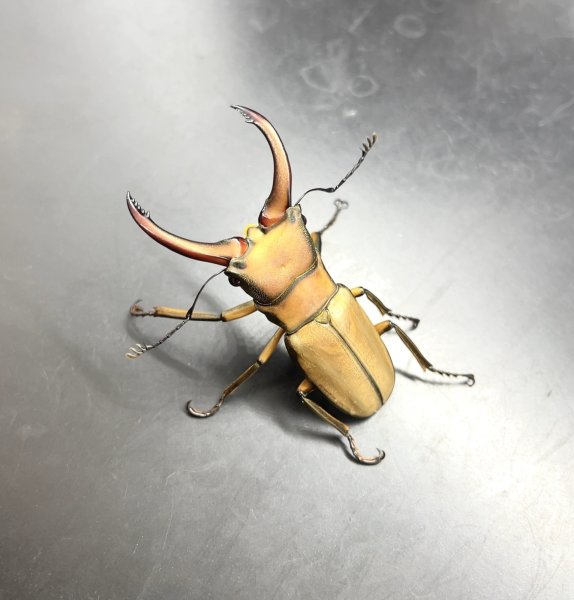 画像1: アラガールホソアカクワガタ　♂４８ｍｍ　成虫ペア　 (1)