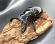 画像2: タランドゥスオオツヤクワガタ　♂７４ｍｍ／♀５３ｍｍ成虫ペア　 (2)