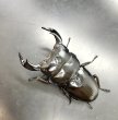 画像3: インドアンタエウス（ＡＰＬＳ産）　♂７８ｍｍ／♀４５ｍｍ　成虫ペア　 (3)