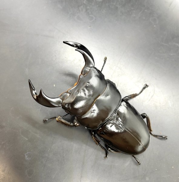 画像3: インドアンタエウス　♂７８ｍｍ／♀４５ｍｍ　成虫ペア　 (3)