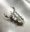 画像3: インドアンタエウス（サディア）　♂８２ｍｍ／♀４４ｍｍ　成虫ペア　 (3)