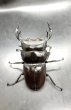 画像2: マレーアンタエウス　♂７５ｍｍ／♀４４ｍｍ　成虫ペア　 (2)