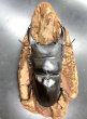 画像3: オオクワガタ（能勢ＳＲ血統）　♂７９ｍｍ♀５１ｍｍ　成虫ペア　 (3)