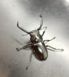 画像1: ディティエールシカクワガタ　♂６０ｍｍ／♀３７ｍｍ成虫ペア　 (1)