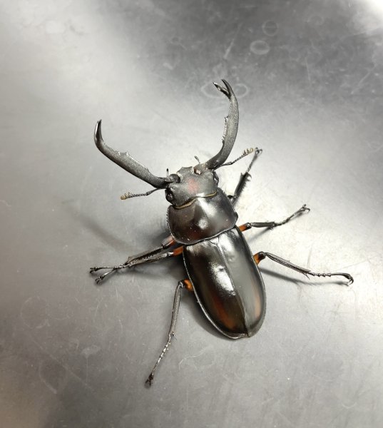 画像1: ディティエールシカクワガタ　♂６０ｍｍ／♀３７ｍｍ成虫ペア　 (1)