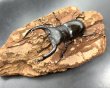 画像2: ムニスゼッチフタマタクワガタ　♂６２ｍｍ／♀４２ｍｍ成虫ペア　　 (2)