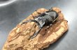 画像2: ウォレスノコギリクワガタ　♂６５ｍｍ／♀３７ｍｍ／♀３２ｍｍ成虫ペア　 (2)